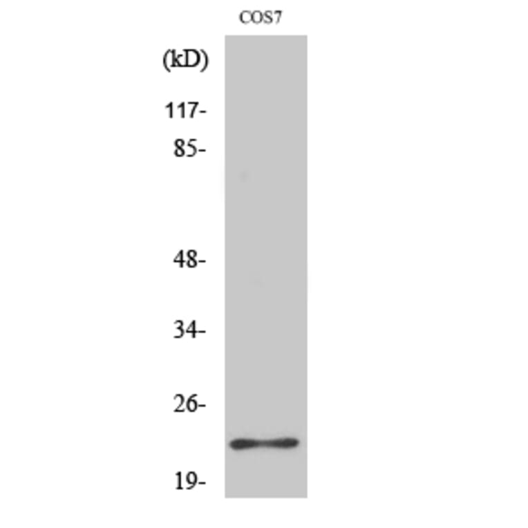Western Blot - Anti-BAD Antibody (B7019) - Antibodies.com