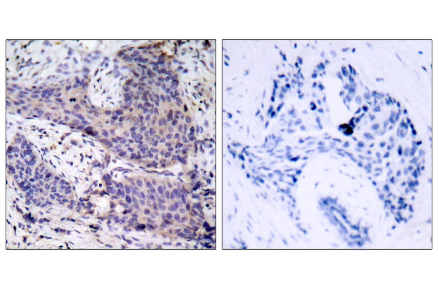 Immunohistochemistry - Anti-BAD Antibody (B7021) - Antibodies.com