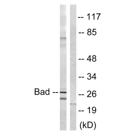 Western Blot - Anti-BAD Antibody (B0822) - Antibodies.com