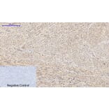 Immunohistochemistry - Anti-BAD Antibody (B0822) - Antibodies.com