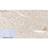 Immunohistochemistry - Anti-BAD Antibody (B0822) - Antibodies.com