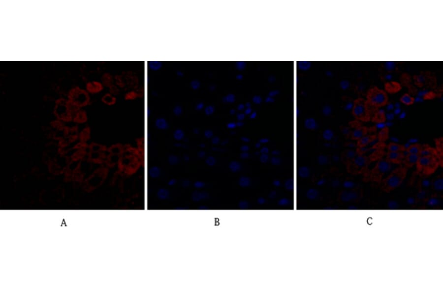 Immunofluorescence - Anti-BAD Antibody (B0822) - Antibodies.com