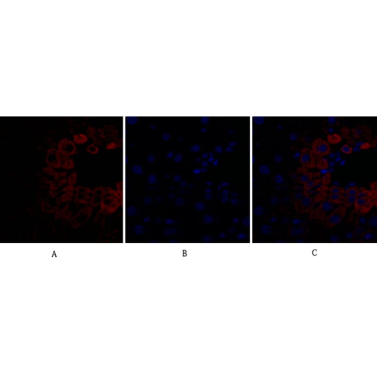 Immunofluorescence - Anti-BAD Antibody (B0822) - Antibodies.com