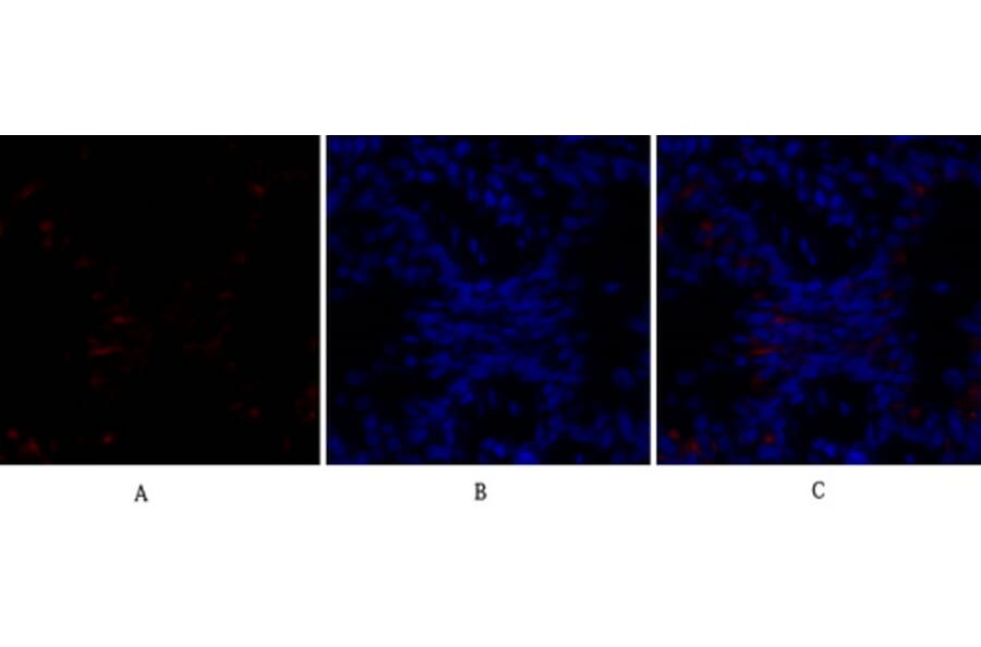 Immunofluorescence - Anti-BAD Antibody (B0822) - Antibodies.com