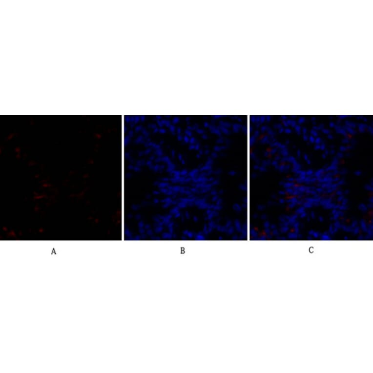 Immunofluorescence - Anti-BAD Antibody (B0822) - Antibodies.com