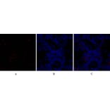 Immunofluorescence - Anti-BAD Antibody (B0822) - Antibodies.com