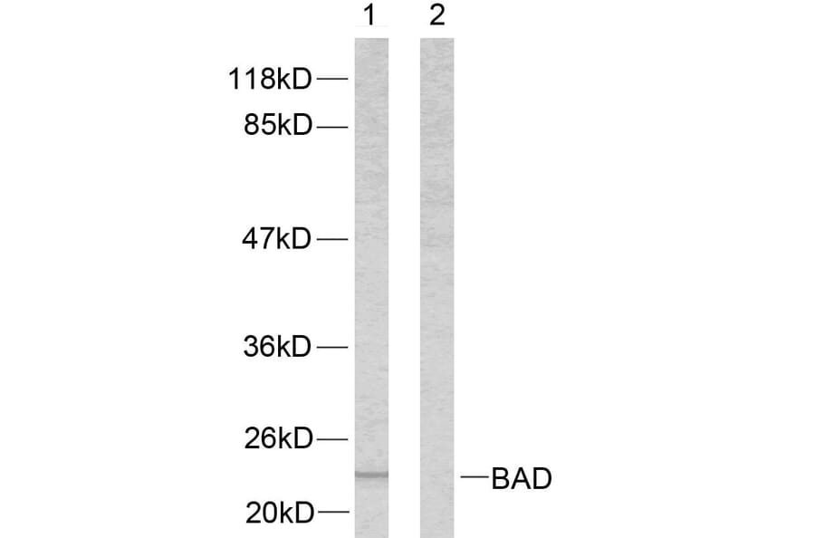 Western Blot - Anti-BAD Antibody (B7020) - Antibodies.com