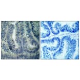 Immunohistochemistry - Anti-BAD Antibody (B7020) - Antibodies.com