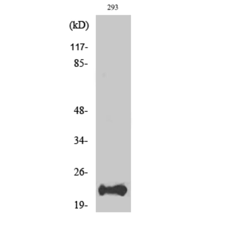 Western Blot - Anti-BAD Antibody (B7020) - Antibodies.com