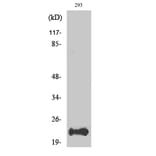 Western Blot - Anti-BAD Antibody (B7020) - Antibodies.com