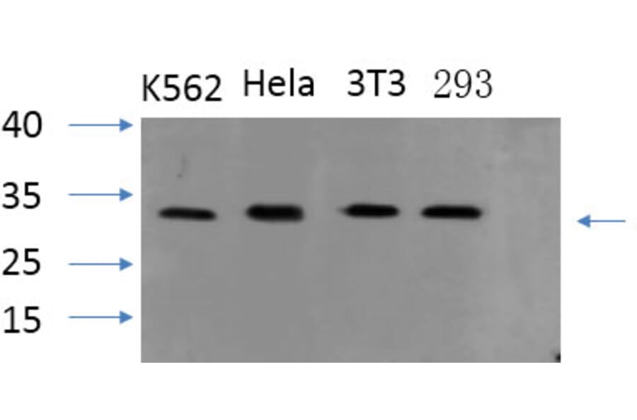 Western Blot - Anti-ASC Antibody (C11888) - Antibodies.com