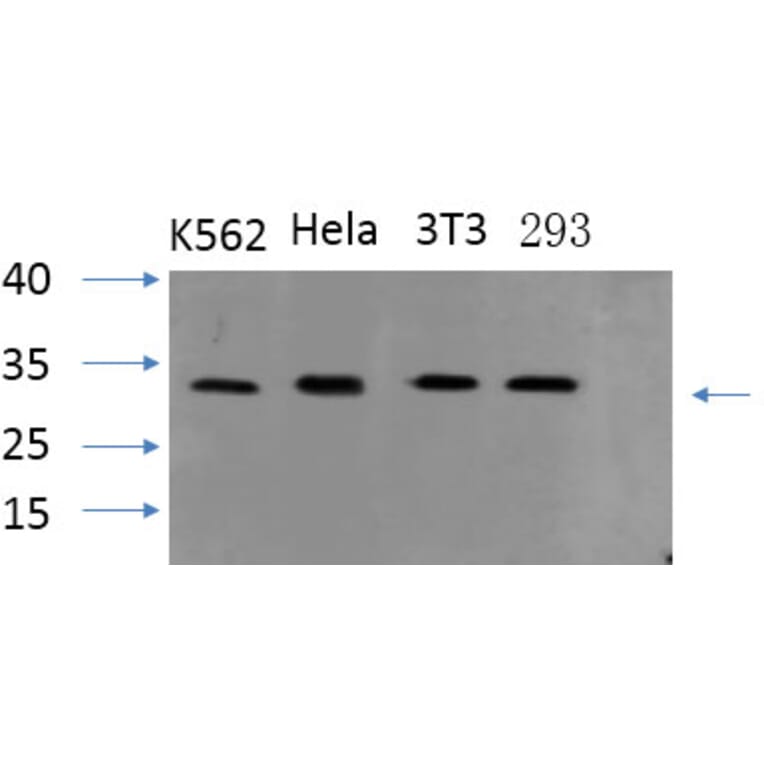 Western Blot - Anti-ASC Antibody (C11888) - Antibodies.com