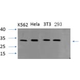 Western Blot - Anti-ASC Antibody (C11888) - Antibodies.com