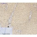 Immunohistochemistry - Anti-ASC Antibody (C11888) - Antibodies.com