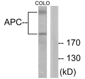 Western Blot - Anti-APC Antibody (C0129) - Antibodies.com