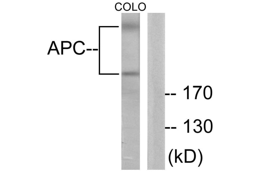 Western Blot - Anti-APC Antibody (C0129) - Antibodies.com