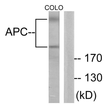 Western Blot - Anti-APC Antibody (C0129) - Antibodies.com