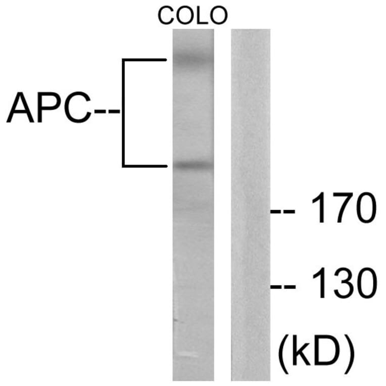 Western Blot - Anti-APC Antibody (C0129) - Antibodies.com