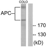 Western Blot - Anti-APC Antibody (C0129) - Antibodies.com