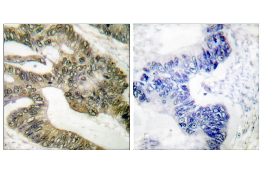 Immunohistochemistry - Anti-APC Antibody (C0129) - Antibodies.com