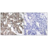 Immunohistochemistry - Anti-Akt Antibody (B7005) - Antibodies.com