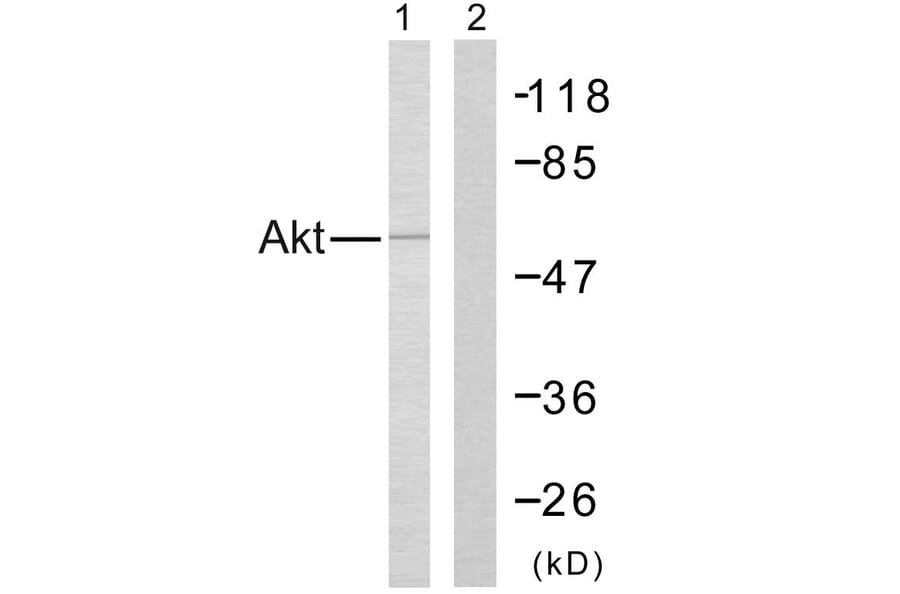 Western Blot - Anti-Akt Antibody (B7005) - Antibodies.com