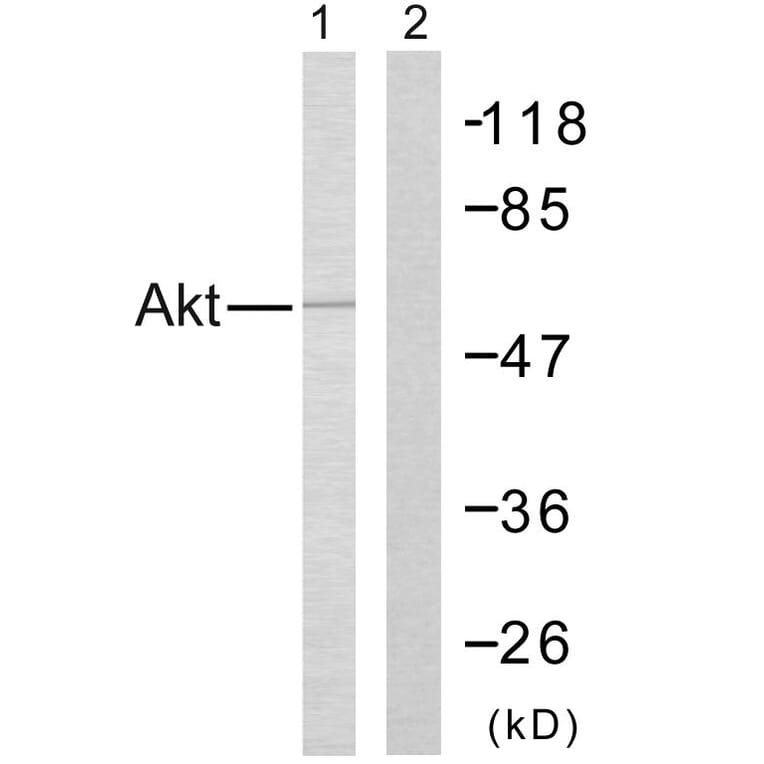 Western Blot - Anti-Akt Antibody (B7005) - Antibodies.com