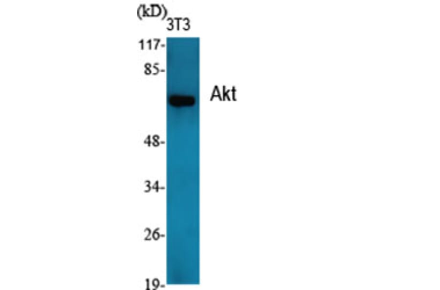 Western Blot - Anti-Akt Antibody (B7004) - Antibodies.com
