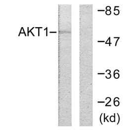 Western Blot - Anti-Akt Antibody (B0608) - Antibodies.com