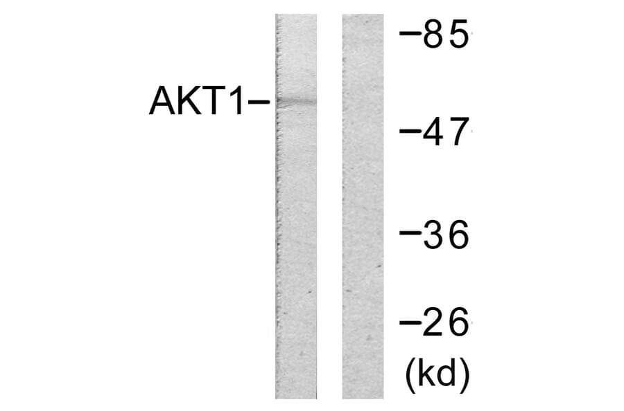 Western Blot - Anti-Akt Antibody (B0608) - Antibodies.com