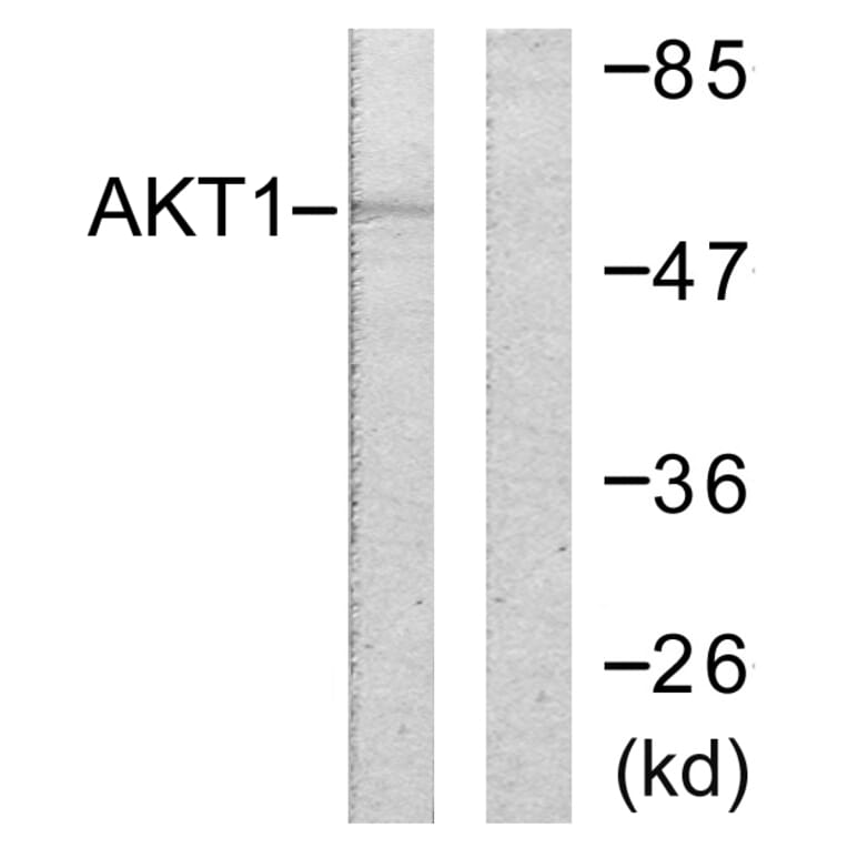 Western Blot - Anti-Akt Antibody (B0608) - Antibodies.com