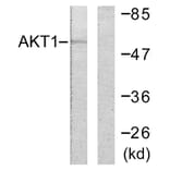 Western Blot - Anti-Akt Antibody (B0608) - Antibodies.com