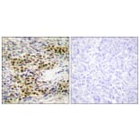 Immunohistochemistry - Anti-Akt Antibody (B0608) - Antibodies.com