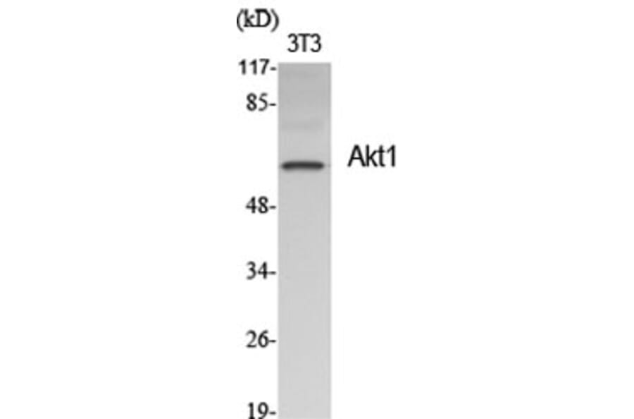 Western Blot - Anti-Akt Antibody (B0608) - Antibodies.com
