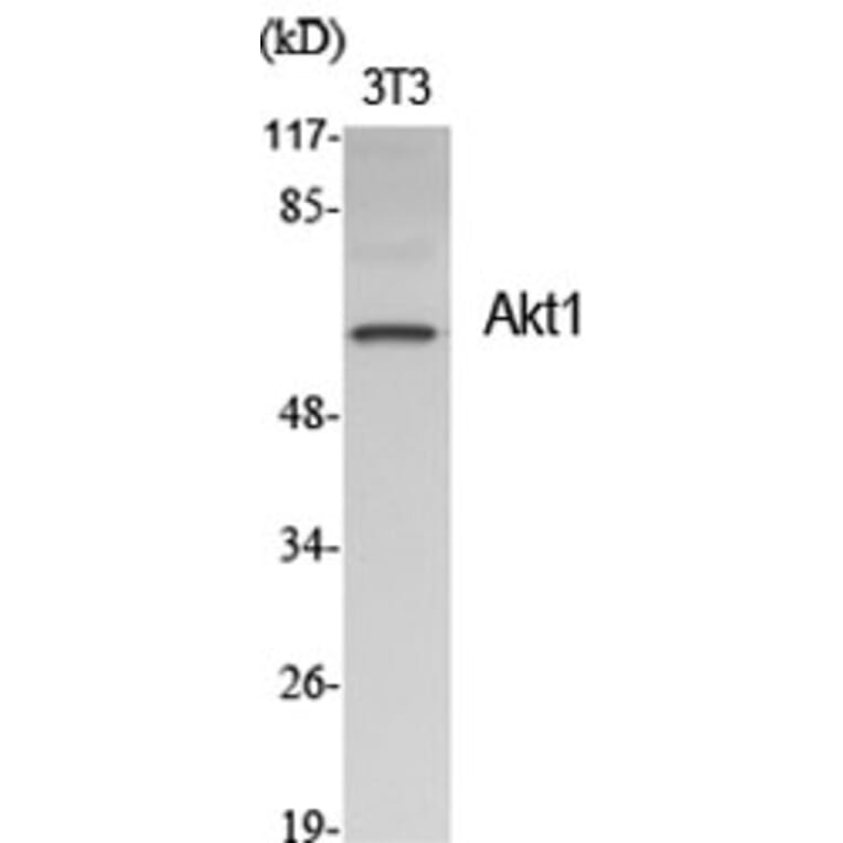 Western Blot - Anti-Akt Antibody (B0608) - Antibodies.com