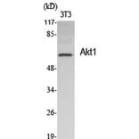Western Blot - Anti-Akt Antibody (B0608) - Antibodies.com