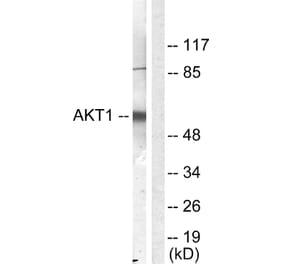 Western Blot - Anti-Akt Antibody (B0406) - Antibodies.com