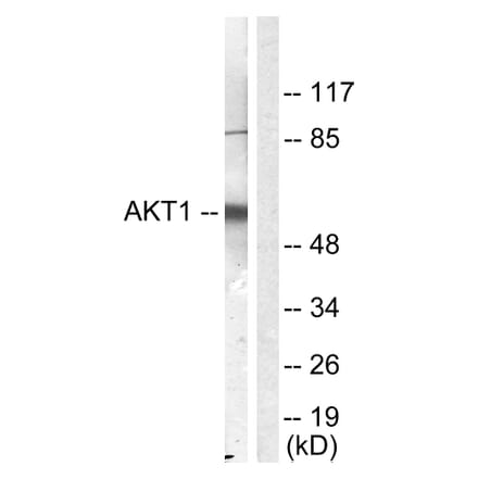 Western Blot - Anti-Akt Antibody (B0406) - Antibodies.com
