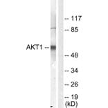 Western Blot - Anti-Akt Antibody (B0406) - Antibodies.com