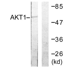 Western Blot - Anti-Akt Antibody (B0610) - Antibodies.com