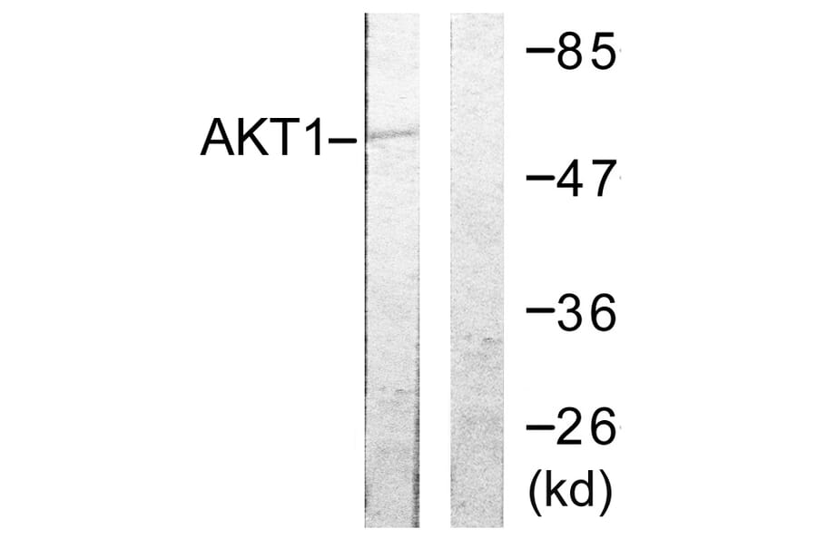Western Blot - Anti-Akt Antibody (B0610) - Antibodies.com