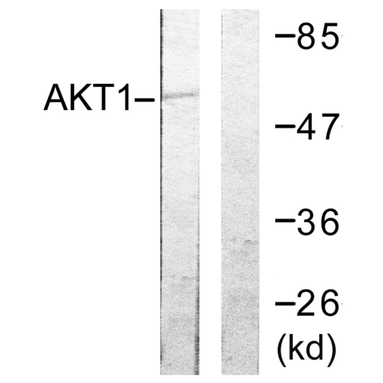 Western Blot - Anti-Akt Antibody (B0610) - Antibodies.com