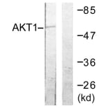 Western Blot - Anti-Akt Antibody (B0610) - Antibodies.com