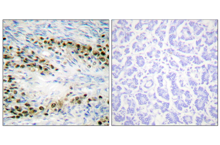 Immunohistochemistry - Anti-Akt Antibody (B0610) - Antibodies.com