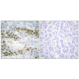 Immunohistochemistry - Anti-Akt Antibody (B0610) - Antibodies.com