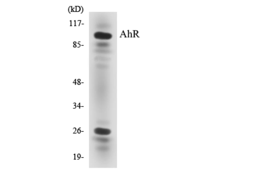 Western Blot - Anti-AhR Antibody (R12-2466) - Antibodies.com