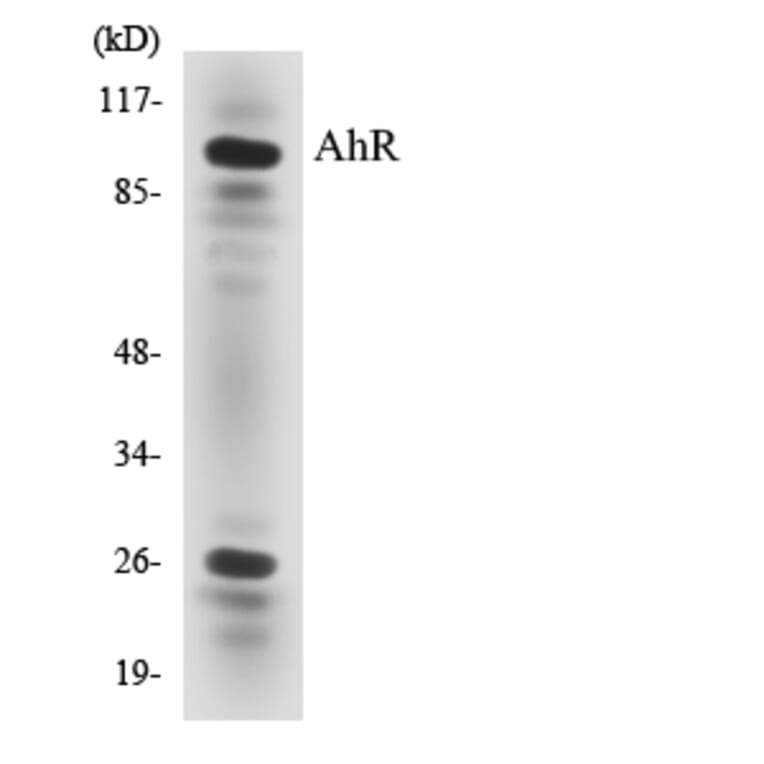 Western Blot - Anti-AhR Antibody (R12-2466) - Antibodies.com