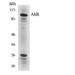 Western Blot - Anti-AhR Antibody (R12-2466) - Antibodies.com