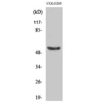 Western Blot - Anti-p53 (phospho Ser37) Antibody (A7183) - Antibodies.com