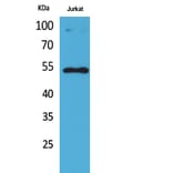 Western Blot - Anti-p53 (acetyl Lys372) Antibody (D12172) - Antibodies.com